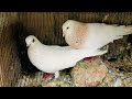 Kabutor ne andey kharab kardiye || (Seli short reels) #ytshorts #pigeon #supportme #minivlog