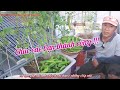 Cách Trồng Đậu Rồng Chuẩn Nhất Cho Nhiều Trái Nhất#44Hoa_NongDanSanThuong