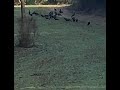 Turkeys fighting !!!!!🦃🦃🦃🦃