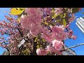 🇨🇦 【4K】☀️🌸  Downtown Vancouver BC, Canada. Amazing sunny day.  Relaxing Walk. April 16, 2024.