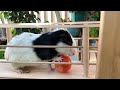 GUINEA PIGS  ,  HAVE IT ALL