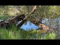 Drive-thru Tree Park - Leggett, California