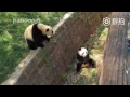 Meng Lan: the smart panda that talks