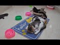 You Laugh You Lose😹Funniest Dogs and Cats 2024😻🐶