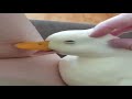 Cute Duck, ( Discord Says its Inappropriate?)