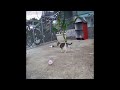 😅🙀 Funny Dog And Cat Videos 🐱😸 Best Funny Animal Videos # 17