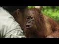 10 Baby Orangutan Lessons That Went Awry 😆 Orangutan Jungle School | Smithsonian Channel