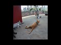 IMPOSSIBLE TRY NOT TO LAUGH 🐶😂 Funniest Catss 2024 😍