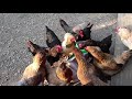 HOW TO RAISE CHICKS | EASY Baby Chicken Care 101 | Egg Laying Hens For Beginners |  Backyard Flock