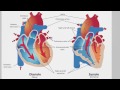 How Blood Flows Through the Heart