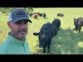 Setting Up New Pasture For Grazing | On The Ranch!