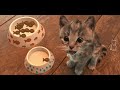 Animated  Cartoon Little Kitten Adventure Education for kids learning Cartoon for Toddlers Care Pets