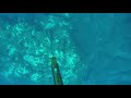 Hawaii Spearfishing: Uku