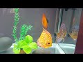 Discus Fish