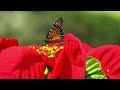 Relaxing Music for Healing | You Can Quickly go to Sleep in Peace and Peace of Mind,Meditation Music