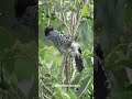 Vocalização Impressionante: Choca-Barrada-do-Nordeste Cantando na Caatinga!