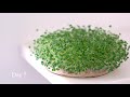 How to Grow Chia Sprouts (with Water Only)