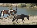 Wild Horses at ColdCreek Nevada,Las Vegas