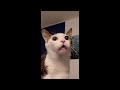 😂 Funniest Cats and Dogs Videos 😺🐶 || 🥰😹 Hilarious Animal Compilation №429