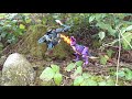 beast wars megatron vs optimas primal