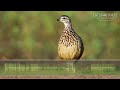 Crested Francolin Call & Sounds