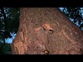 【夏の森】昆虫採集 カブトムシ クワガタ スズメバチ カナブン・・・