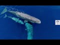 Brainy Giant: How Sperm Whales Learned to Outsmart their Hunters | Wild to Know