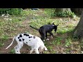 Great dane fun and my back garden