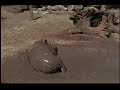 Rhinos in mud 4
