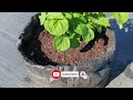 Growing and Pruning Potato Plants for Bigger Harvest ! Maximum Production!#potato #garden #gardening