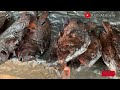 CALABAR BEACH MARKET | CRAYFISH AND FISH MARKET IN NIGERIA