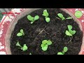 Vlog#03 - Thu hoạch cải Bẹ Xanh ăn Bánh Xèo và cách cấy Cải Xanh | Nha Minh VLog