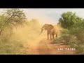 The most TERRIFYING Elephant Chase Ever Caught on Camera!