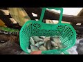 Con Suối Giữ Rừng Vào Mùa Mưa Cá Nhiều Kinh Khủng | Sáng Vlogs