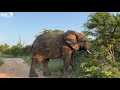 Elephants Everywhere | Adine Ends Up in the Middle of the On-Edge Wild Herd