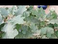 leaf 🌿🌿 vegetable. harvesting iam nagamani sunandhini garden