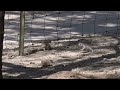 Baby Round-Tailed Ground Squirrel Wrestling