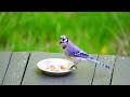 2 hours 4K colorful birds footage with nature sounds and birds tweeting for people and cats to watch