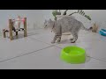 🐕😹 Funniest Cats and Dogs 😂🐱 Funniest Animals 2024 # 0