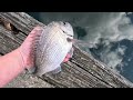 Soft Plastics Fishing Melbourne Docklands for Bream and Pinkys