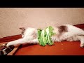 Funny Cat Videos Compilation😹Funny Cat Videos Try Not To Laugh😺 Funniest Cat Videos in The World #65