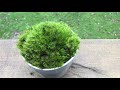 How To Grow Indoor Live Moss Garden | Where To Find Moss + Moss Care Tips | DIY Moss Tray