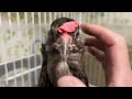 Raising chickens from chicks makes them like dogs! (Display chicken language with subtitles on)