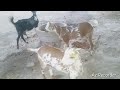 Animals sound | buffelo, Cow, Goat, Chakor,  Donkey, & Cow | Waao Village animal bili