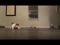 Original Video - My Funny Chonky Cat Chases Laser Pointer and Crashed into Camera