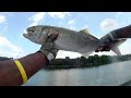 Non-stop Porgy Action - How To Use A Chum-pot From A Pier Fishing Long Island North Shore