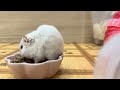 【ハムスター】おじハムの晩ごはん