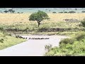 Great Migration Maasai Mara National Reserve on Kenya/￼Tanzania Border