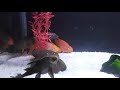 Bamboozling fishes in a tank