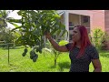 Picking jackfruit and Mango